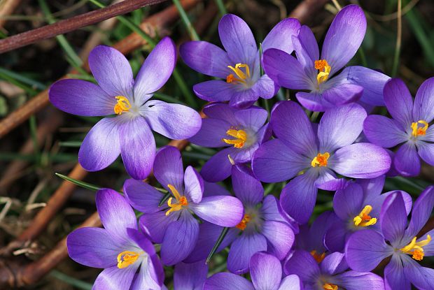 šafran Crocus sp.