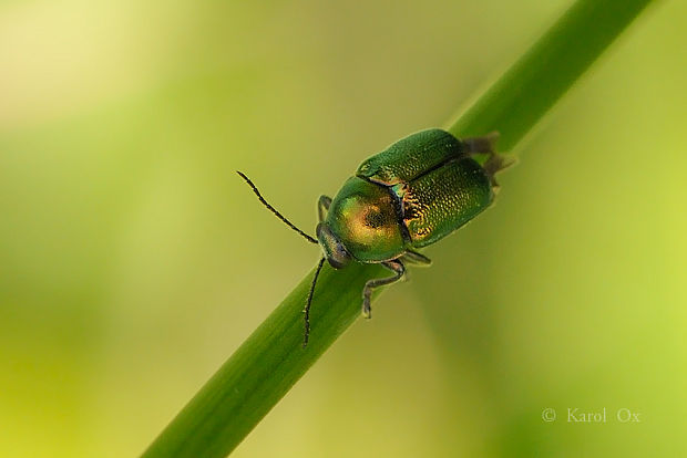 krytohlav Cryptocephalus cf. hypochaeridis