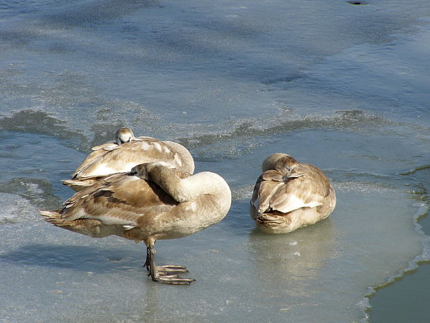 labuť hrbozobá Cygnus olor