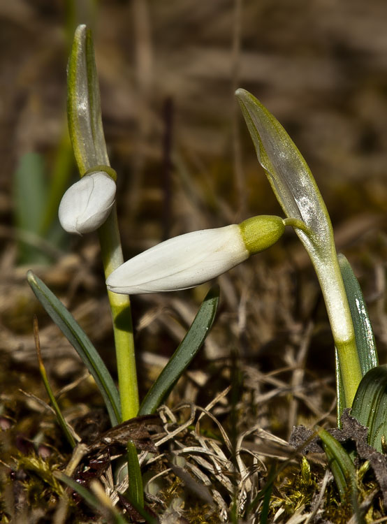 snežienka jarná Galanthus nivalis L.