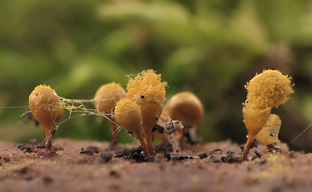 vlasovníčka kyjačikovitá Hemitrichia clavata (Pers.) Rostaf.