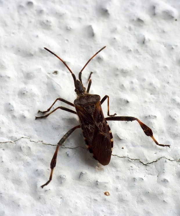 obrubnica americká Leptoglossus occidentalis