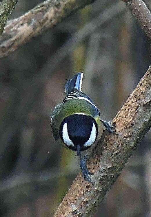 sýkorka bielolíca Parus major