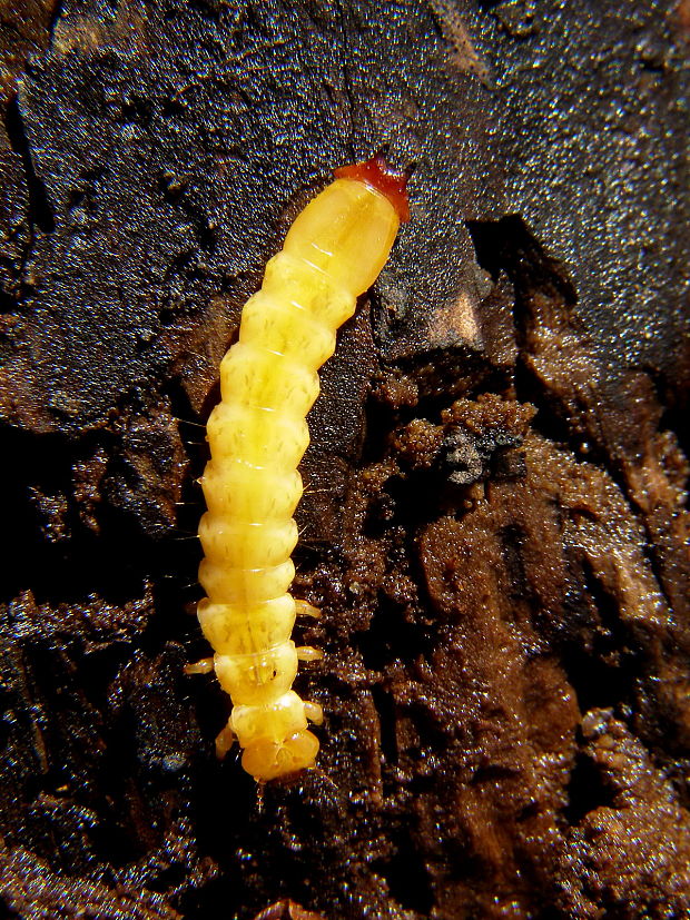 červenáčik pilorohý Pyrochroa serraticornis