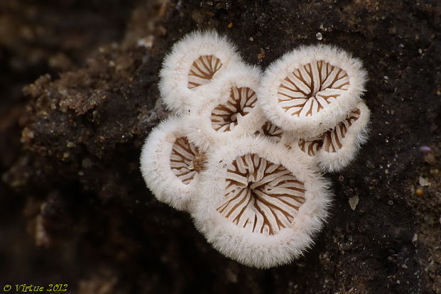 klanolupeňovka obyčajná Schizophyllum commune Fr.