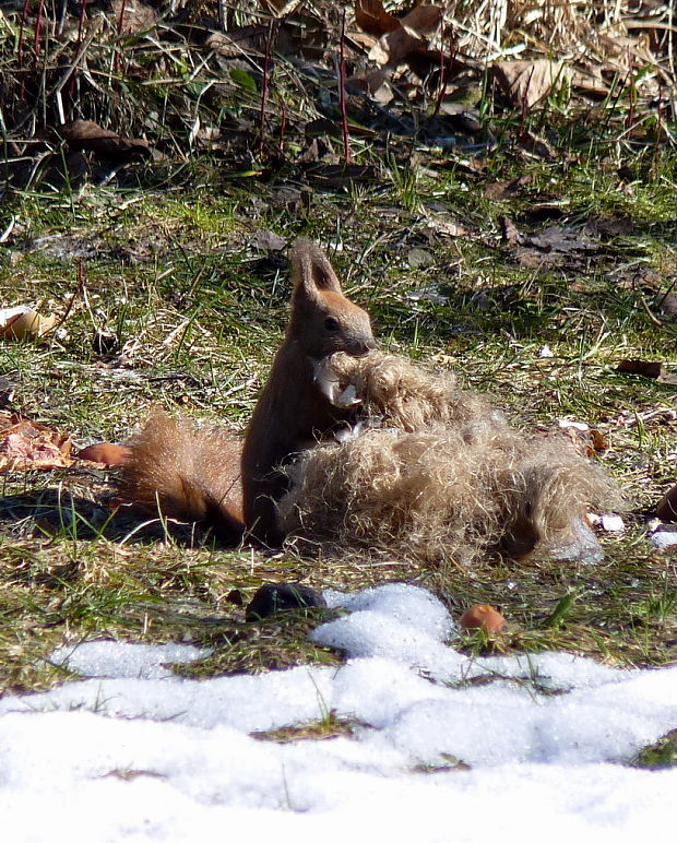 veverička sa vracia z plesu Sciurus vulgaris