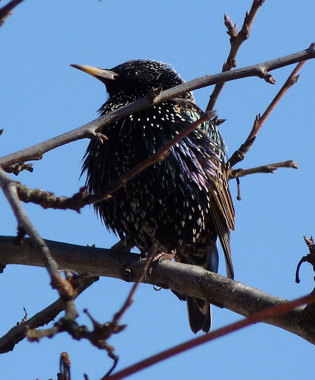 škorec obyčajný Sturnus vulgaris