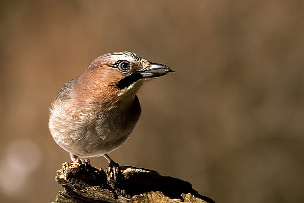 sojka škriekavá Garrulus glandarius