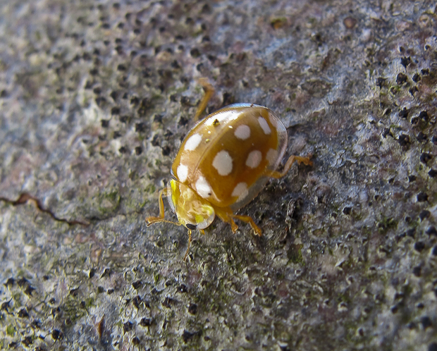 orange Ladybird  Halyzia sedecimguttata (Coccinellidae)