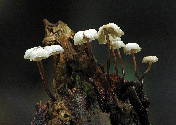 tanečnica golieriková Marasmius rotula (Scop.) Fr.