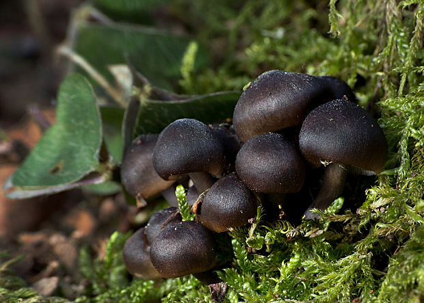 prilbička hnedosivá Mycena tintinnabulum (Paulet) Quél.