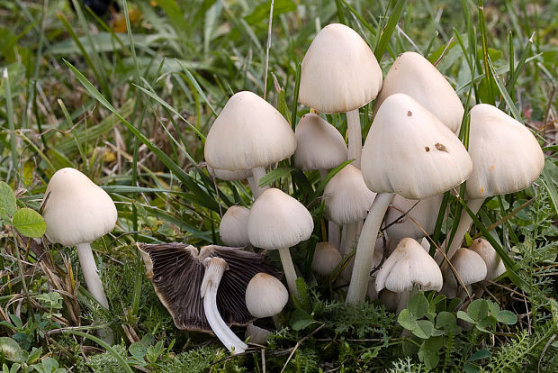 drobuľka trsovitá ? Psathyrella multipedata (Peck) A.H. Sm.