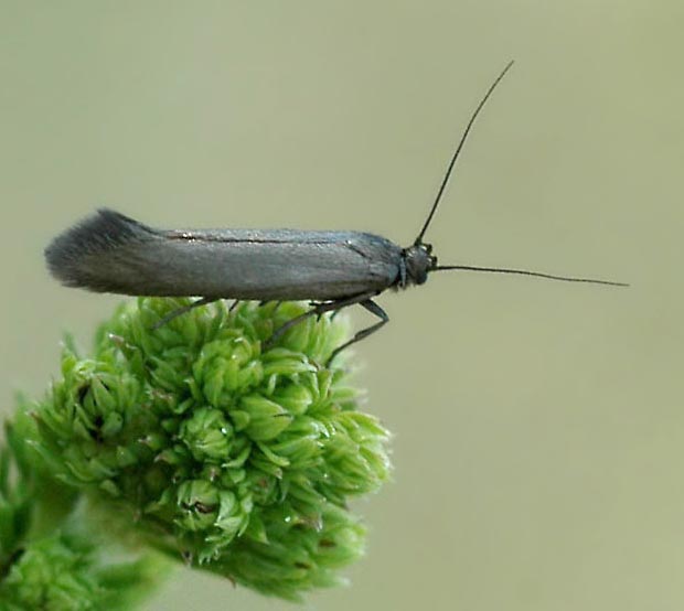 tmavomôľka Scythris sp.