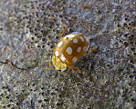 orange Ladybird 