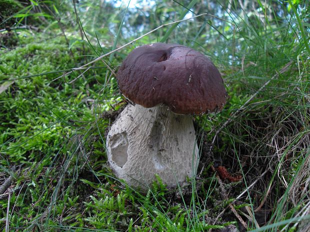 hríb smrekový Boletus edulis Bull.