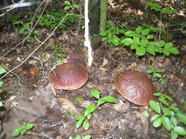 hríb sosnový Boletus pinophilus Pil. et Dermek in Pil.