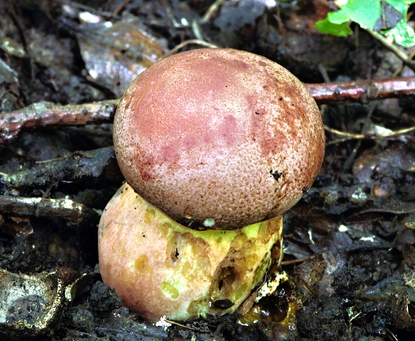 hríb nádherný Butyriboletus fuscoroseus (Smotl.) Vizzini & Gelardi