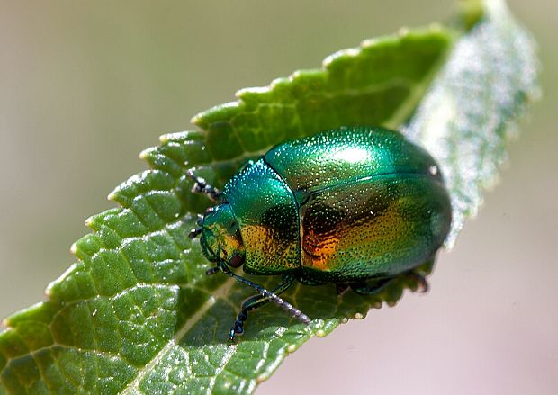 liskavka mätová Chrysolina herbacea