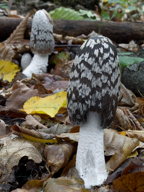 hnojník strakatý Coprinopsis picacea (Bull.) Redhead, Vilgalys & Moncalvo