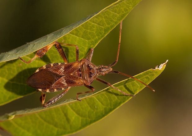 obrubnica americká Leptoglossus occidentalis