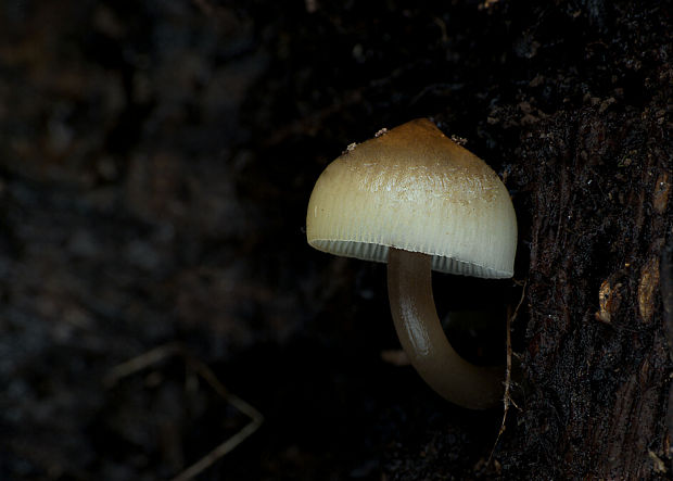 prilbička hnedosivá Mycena tintinnabulum (Paulet) Quél.