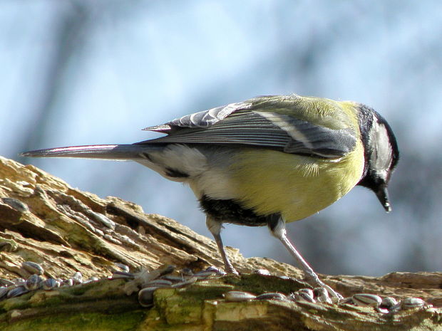 sýkorka bielolíca  Parus major