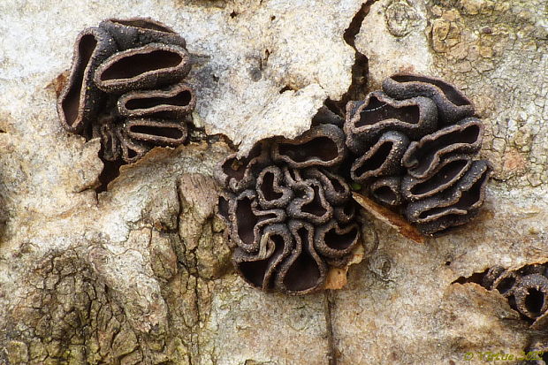 dutinovka lužná Sclerencoelia fascicularis (Alb. & Schwein.) P. Karst.