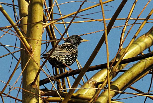 škorec obyčajný -špaček obecný	 Sturnus vulgaris