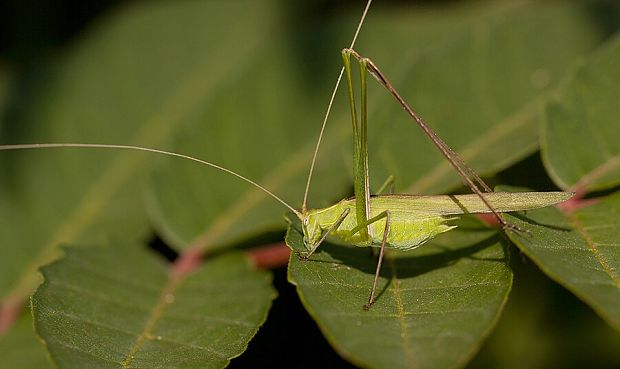 . Tylopsis lilifolia