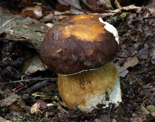 hríb bronzový Boletus aereus Bull. ex Fr.