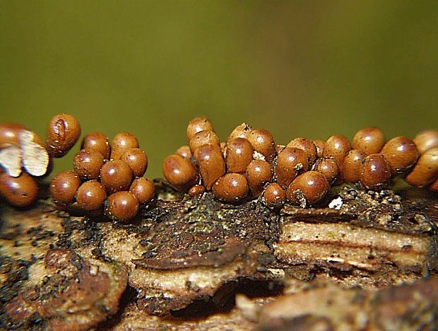 leskloplodka krehká Leocarpus fragilis (Dicks.) Rostaf.