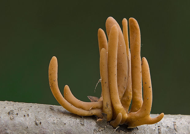 kyjovka  Macrotyphula sp. (Holmsk.) R.H. Petersen