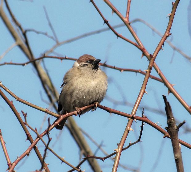 vrabec poľný -vrabec polní 	 Passer montanus