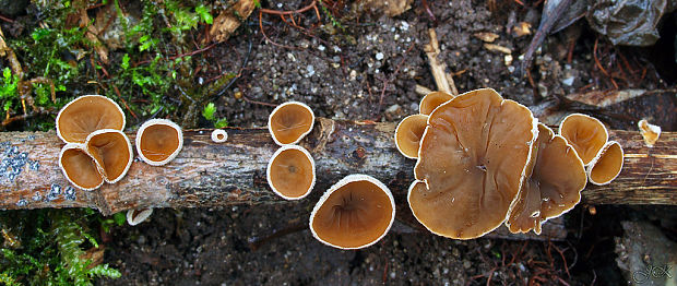 škľabka plstnatá Schizophyllum amplum (Lév.) Nakasone