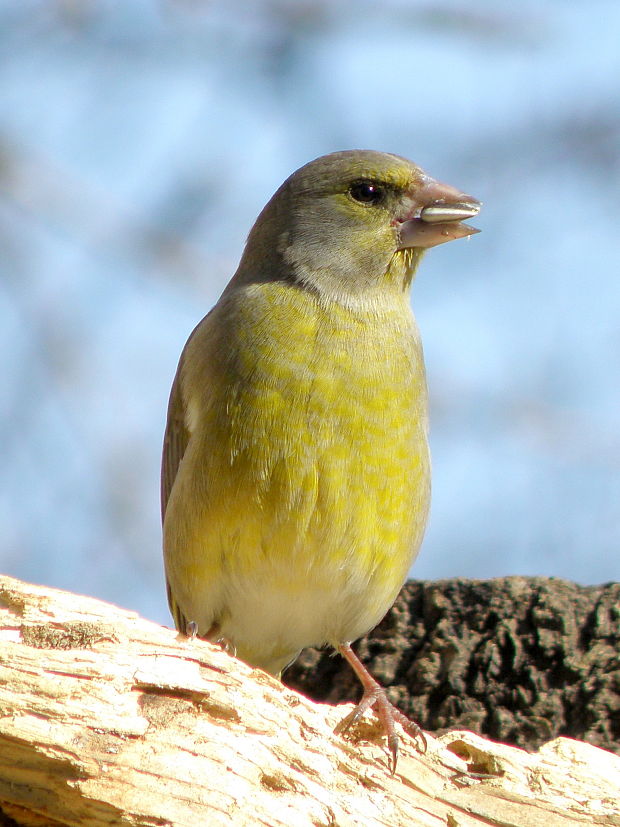 stehlík zelený  Carduelis chloris