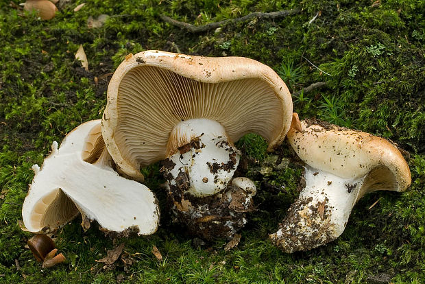 pavučinovec bukový ? Cortinarius cf.emollitus Fr.