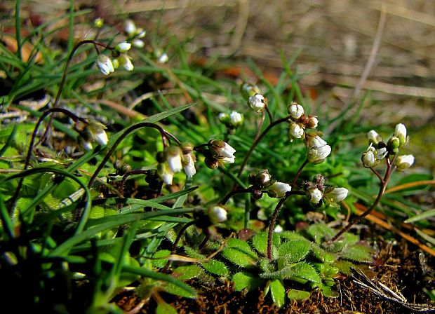 jarmilka jarná? Erophila verna (L.) Chevall