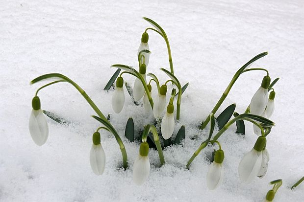 sněženka podsněžník - snežienka jarná  Galanthus nivalis L.