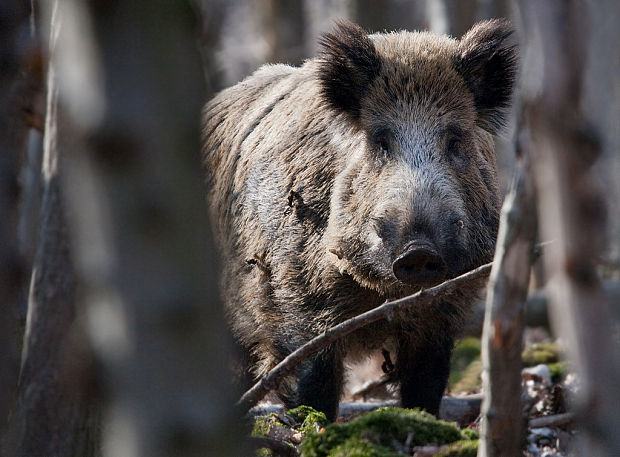 diviak lesný Sus scrofa