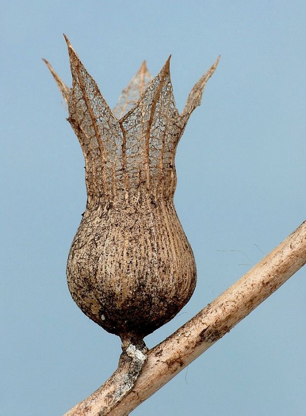 blen čierny Hyoscyamus niger L.