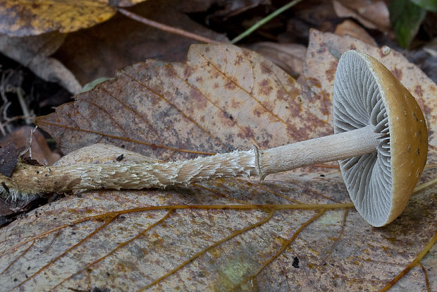 golierovka plavooranžová Leratiomyces squamosus (Pers.) Bridge & Spooner