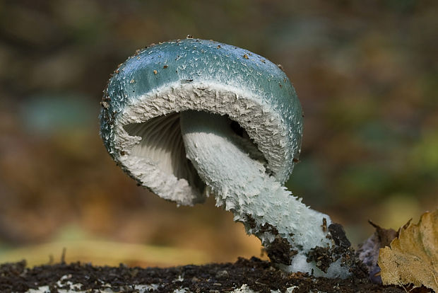 golierovka Stropharia sp.