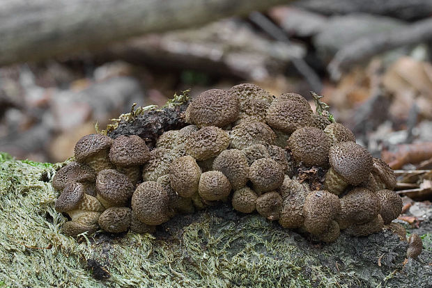 podpňovka Armillaria sp.