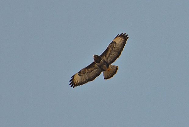 myšiak  lesný Buteo buteo