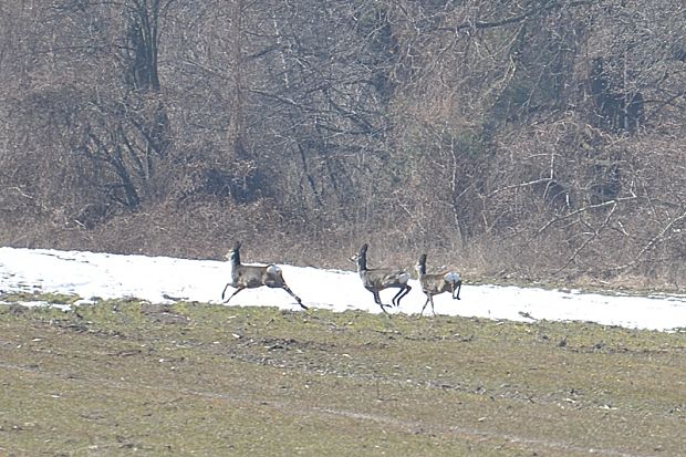 srna lesná Capreolus capreolus