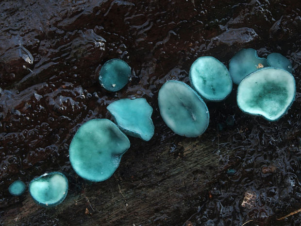 zelenica Chlorociboria sp.