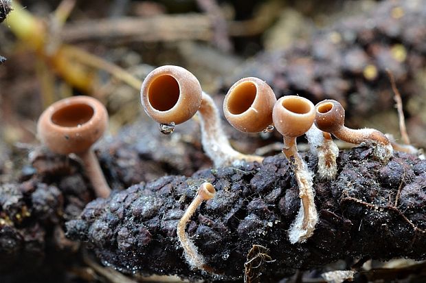 jahňadka obyčajná Ciboria amentacea (Balb.) Fuckel