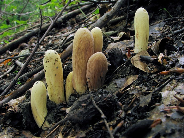 kyjak obrovský Clavariadelphus pistillaris (Fr.) Donk