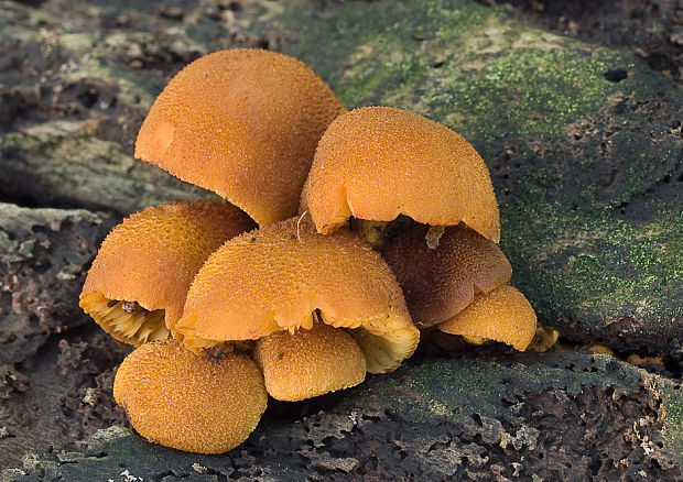 šupinovec Gymnopilus sp.