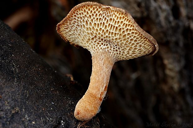 trúdnik plástovitý Lentinus arcularius (Batsch) Zmitr.